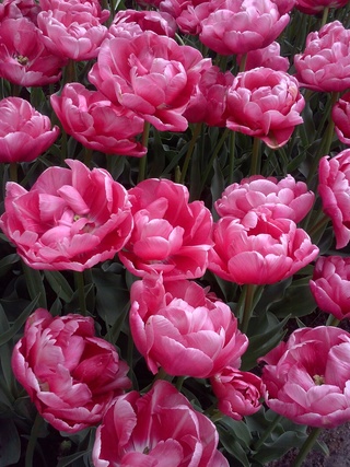 blossoms-pink-2.jpg